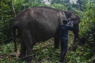 Berusia 60 Tahun, Gajah Betina Ini Pilih Jalani Hidup sebagai Petualang Rimba Mandiri