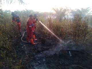 Kebakaran Lahan Gambut Seluas 1 Hektare Terjadi di Air Hitam Pekanbaru, Pemadaman Masih Berlanjut