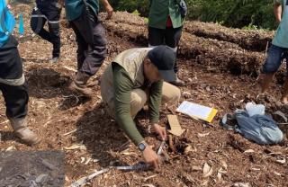 Bocah di Pelalawan Riau Tewas Diterkam Harimau