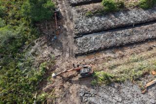 Polda Riau Selidiki Dugaan Perusakan 100 Hektare Hutan Mangrove di Rohil