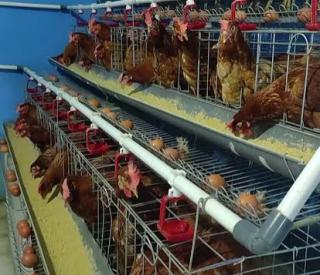 10 Ekor Ayam Petelur di Rumah: Solusi Hemat Dapur dan Tabungan Tambahan ASN