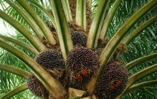 Harga TBS Mitra Plasma Melonjak Jadi Rp3.985/Kg