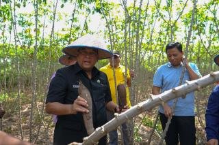 Produksi Singkong CV Sejahtera Farm di Lahan BKD Riau Capai 35 Ton per Hektar